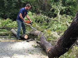 Mulching Services in Van Alstyne, TX